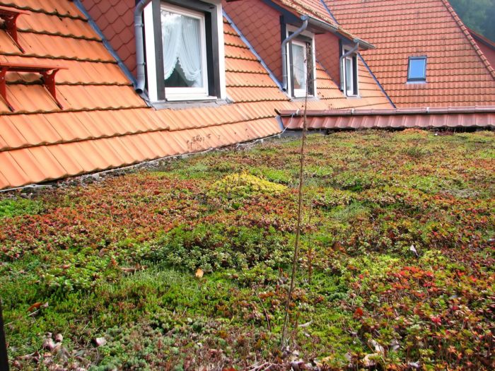 green-roof-Lineevita